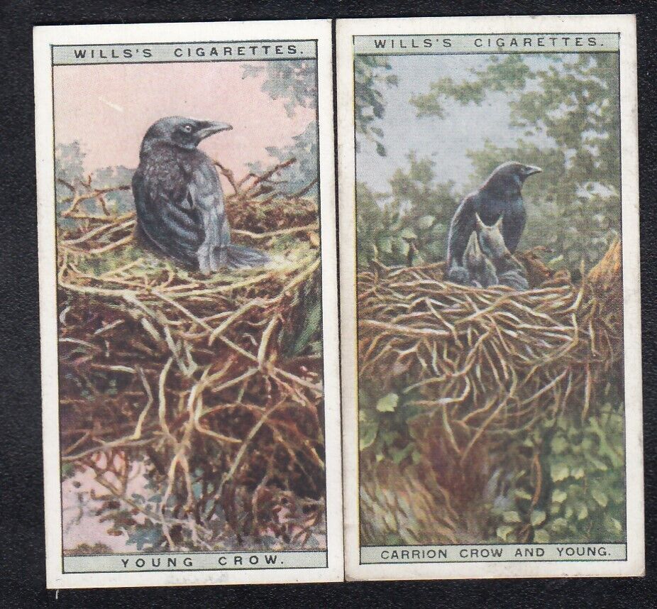 Lot of 2 Vintage CROW Bird Painting Cards from 1925
